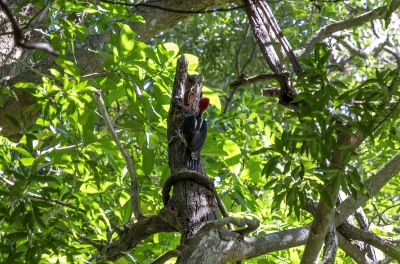 Pale billed Woodpecker Ricron NP 2024